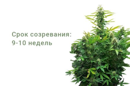 Сорт конопли Gorilla Glue Auto Сорт конопли Gorilla Glue Auto