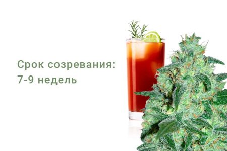 Сорт конопли Thunder Bloody Mary Auto Сорт конопли Thunder Bloody Mary Auto