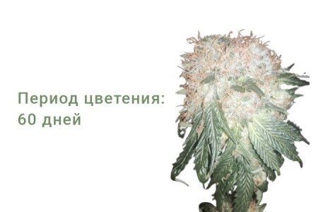 Сорт конопли Green Ninja