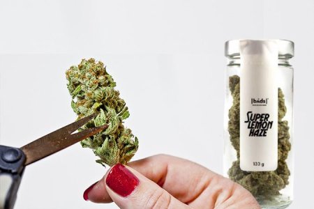 Срезка шишек конопли Срезка шишек конопли