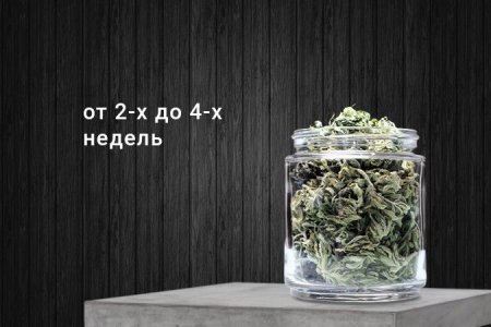 Пролечка шишек конопли Пролечка шишек конопли