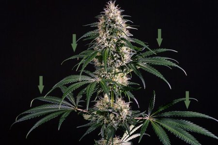 дефолиация в цветение