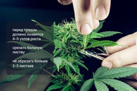 основы дефолиации