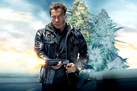 ТОП мощных сортов конопли