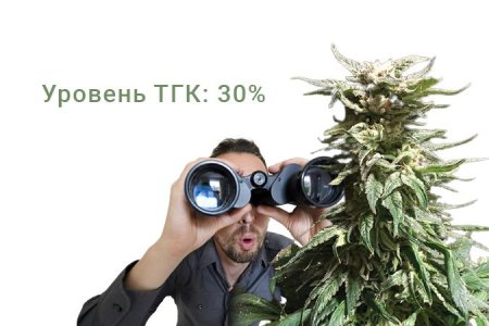 Сорт конопли Dos-Vi-Dos