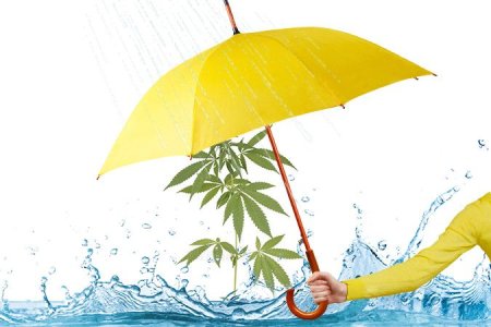 Водный стресс у конопли Водный стресс у конопли