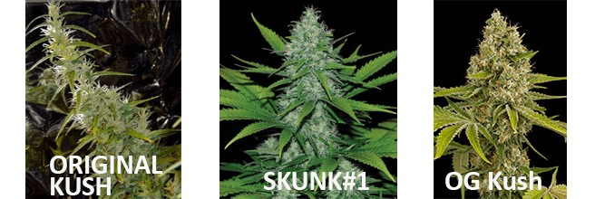 1610543729380.png 1610543729380.png