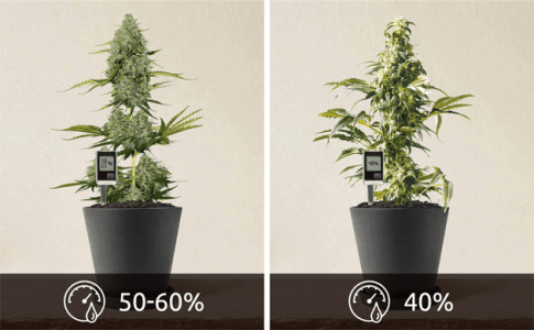 1613044830071.png 1613044830071.png