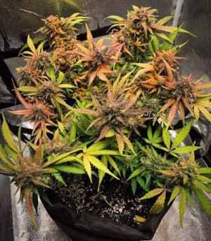 Tangie'matic Auto Fast Buds.jpg Tangie'matic Auto Fast Buds.jpg