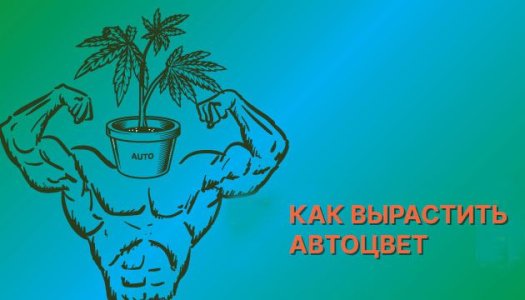 Как вырастить автоцвет