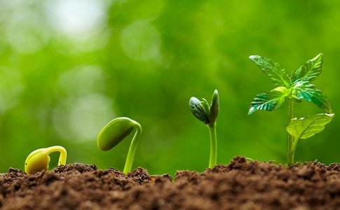 Высадка автоцвета в аутдор