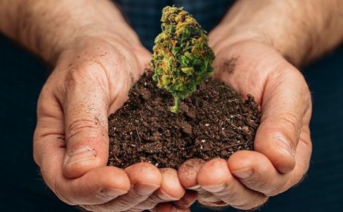 Условия для выращивания конопли Условия для выращивания конопли