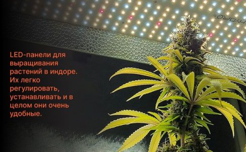 Освещение для выращивания конопли Освещение для выращивания конопли
