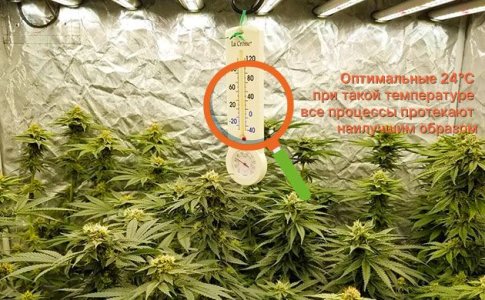 Температура для выращивания конопли Температура для выращивания конопли