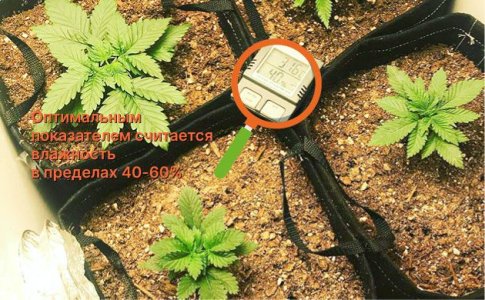 Влажность для конопли Влажность для конопли