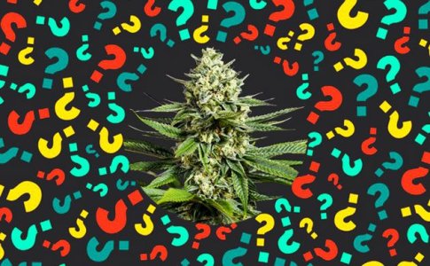 OG Kush название сорта конопли OG Kush название сорта конопли