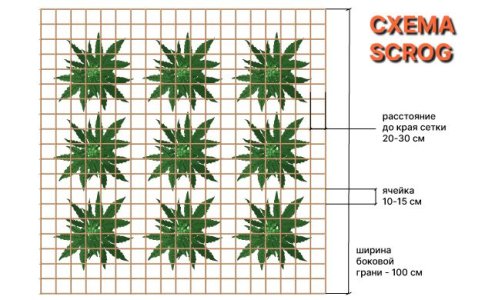 ustanovka-setki-scrog.jpg ustanovka-setki-scrog.jpg