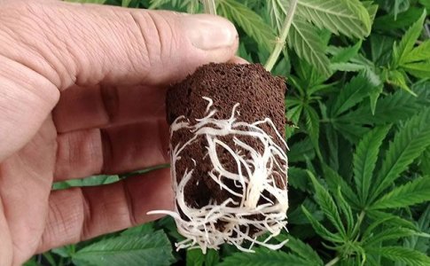 Корневая система конопли