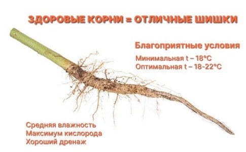 Заболевания корней конопли