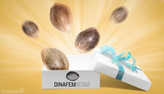 акция Dinafem.jpg