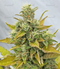 1615391659157.png 1615391659157.png