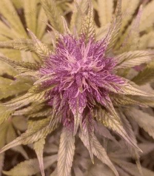 1615391839705.png 1615391839705.png