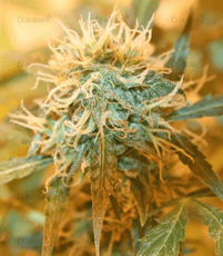 1615392131916.png 1615392131916.png