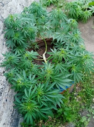 IMG_20220710_205509.jpg IMG_20220710_205509.jpg