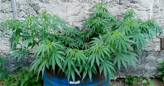 IMG_20220710_205615.jpg IMG_20220710_205615.jpg