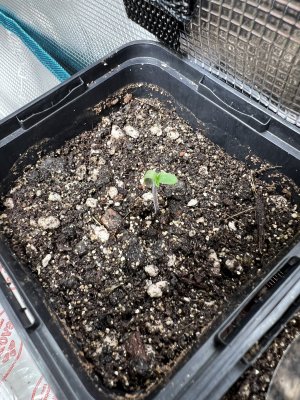 7BDC7E0B-F844-4F22-9E5D-AB308CB345F9.jpeg 7BDC7E0B-F844-4F22-9E5D-AB308CB345F9.jpeg