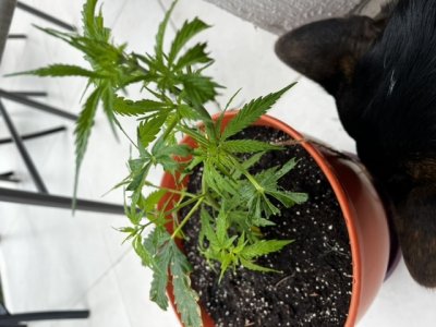 CAA618F9-DFFC-49E2-B838-00A8A69D3527.jpeg CAA618F9-DFFC-49E2-B838-00A8A69D3527.jpeg