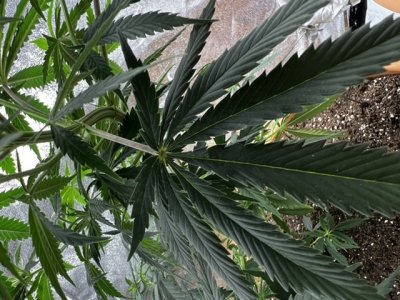 66783E89-FFE2-4466-B6D0-5FBF92A0A237.jpeg 66783E89-FFE2-4466-B6D0-5FBF92A0A237.jpeg