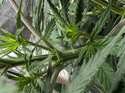 6F888594-5B64-497E-BB1A-89D4DB443FED.jpeg 6F888594-5B64-497E-BB1A-89D4DB443FED.jpeg