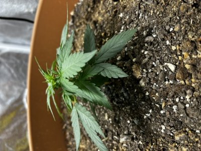 233C704D-A35A-478B-824A-AD43DB617C91.jpeg 233C704D-A35A-478B-824A-AD43DB617C91.jpeg