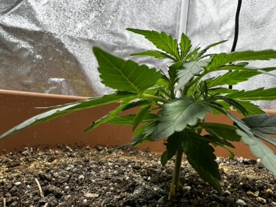 499BE178-5ADB-410C-BF86-6CFA716DF985.jpeg 499BE178-5ADB-410C-BF86-6CFA716DF985.jpeg