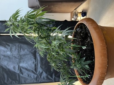 4F655CB0-19A1-4775-91BD-A976EC5241CE.jpeg 4F655CB0-19A1-4775-91BD-A976EC5241CE.jpeg