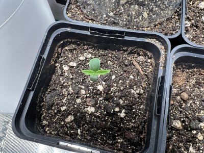 2CEF9510-7ECF-4309-BA85-BCBE6EE809F4.jpeg 2CEF9510-7ECF-4309-BA85-BCBE6EE809F4.jpeg