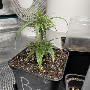 9AAC4C40-3F4F-42E9-A809-94E404012EC1.jpeg 9AAC4C40-3F4F-42E9-A809-94E404012EC1.jpeg