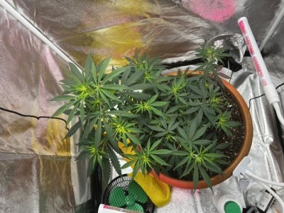 519E7E17-3A70-498B-968C-42DF2E77BB6A.jpeg 519E7E17-3A70-498B-968C-42DF2E77BB6A.jpeg