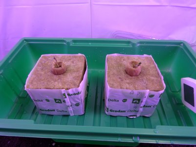 DSC00289.jpg DSC00289.jpg