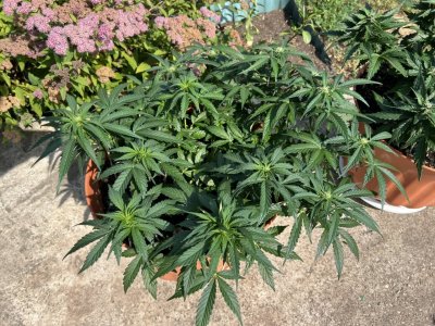 57912F89-D417-4372-8F0D-7C1884308A9F.jpeg 57912F89-D417-4372-8F0D-7C1884308A9F.jpeg