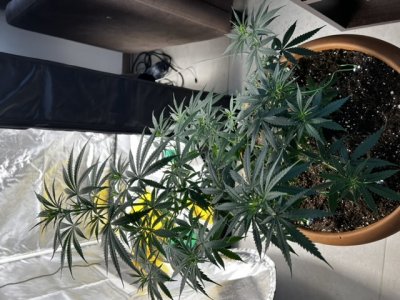 348124F5-A60C-47A4-9C0F-341E4E937C83.jpeg 348124F5-A60C-47A4-9C0F-341E4E937C83.jpeg