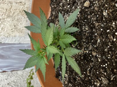 E352A7DF-BE17-409D-AF89-8E1C60FB601D.jpeg E352A7DF-BE17-409D-AF89-8E1C60FB601D.jpeg