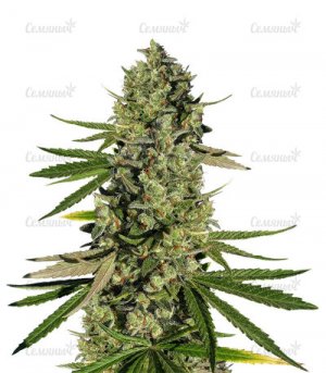 Dos-Vi-Dos.jpg Dos-Vi-Dos.jpg