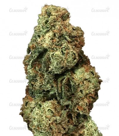 mini_sort_konopli_Laughing_Buddha.jpg mini_sort_konopli_Laughing_Buddha.jpg