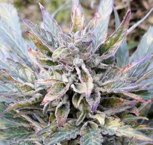 dos-vi-dos-auto-fem-Semyanich__getlt7bdi26YECP0.jpg dos-vi-dos-auto-fem-Semyanich__getlt7bdi26YECP0.jpg