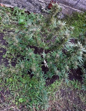 dos-vi-dos-auto-fem-Semyanich__desw8lGWBj0o6XoP.jpg dos-vi-dos-auto-fem-Semyanich__desw8lGWBj0o6XoP.jpg