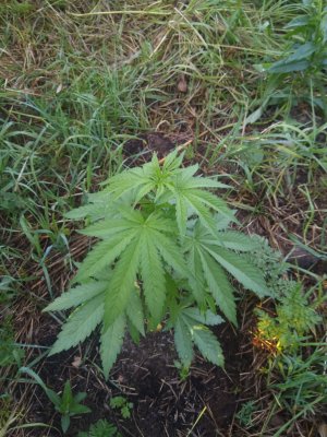 IMG_20220713_185405.jpg IMG_20220713_185405.jpg