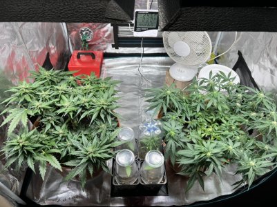 BB58B29A-3B8E-4F18-A0C9-0A8F163C66C6.jpeg BB58B29A-3B8E-4F18-A0C9-0A8F163C66C6.jpeg