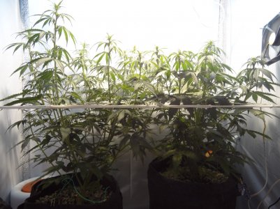 DSC00340.jpg DSC00340.jpg